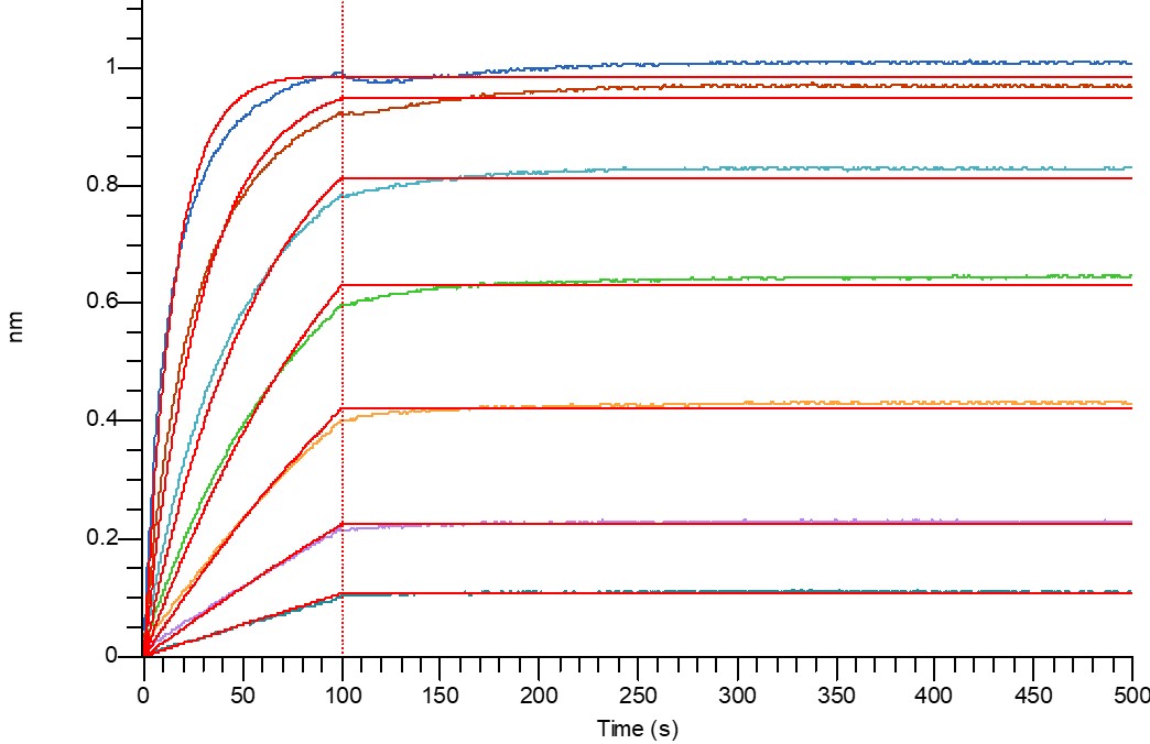 Human DKK-1 +BLI.jpg